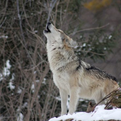 Profile of wolf howling in a wintery woods